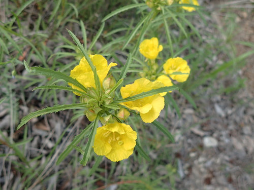 Bright Yellow Flowers W Narrow Leaves