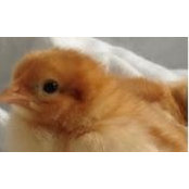 Joni Thomas's photo