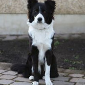 Greg Collie's photo