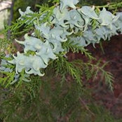 Jacquelyn Lewis's photo