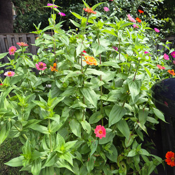 An Eco-conscious Garden: Permeable patio + walkway; Child-friendly Edible Garden