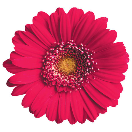 Pink Daisy Wall Art