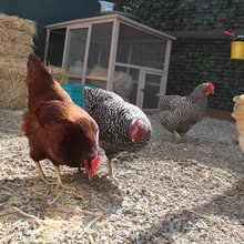 Chickens