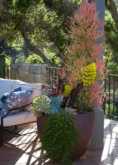 Mediterranean Landscape by Margie Grace - Grace Design Associates