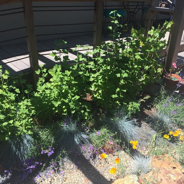 Berkeley Native Creekside Courtyard