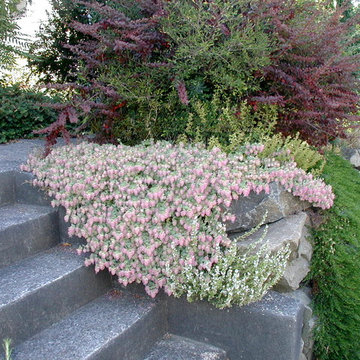 Foliage & Steps - Woodland Park, Seattle