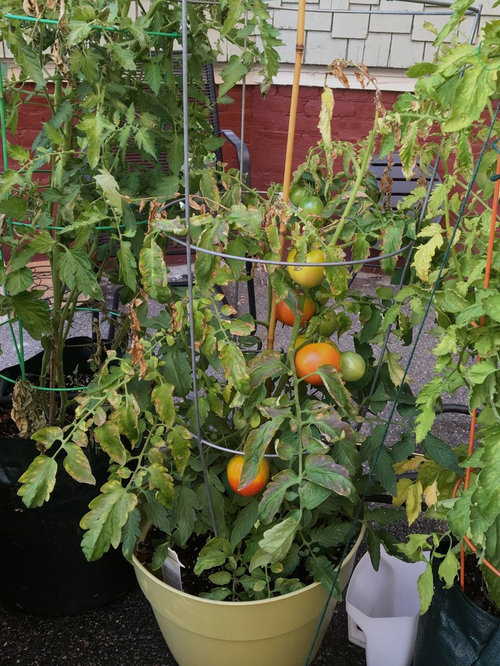 Tomato plants dying from top down