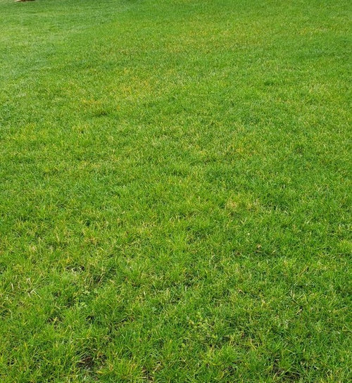 My grass is turning orange