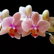 Lana Philcox's photo