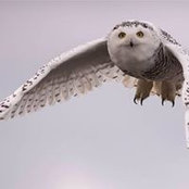 Debra Mandile's photo