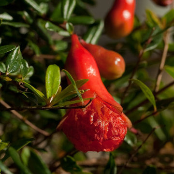 ‘Orange Blossom Special’ Dwarf Pomegranate Punica granatum 'Orange Blossom Speci