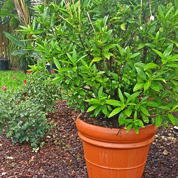 Garden Designs