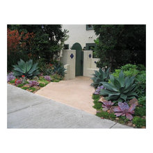 agave attenuata