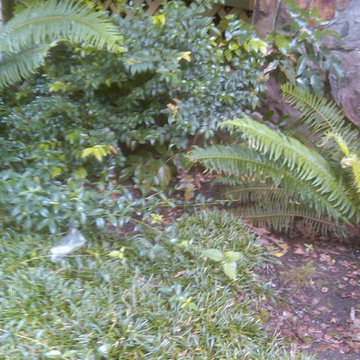 RAIN GARDENS, BIO-SWALES, GREEN DRAINAGE SOLUTIONS