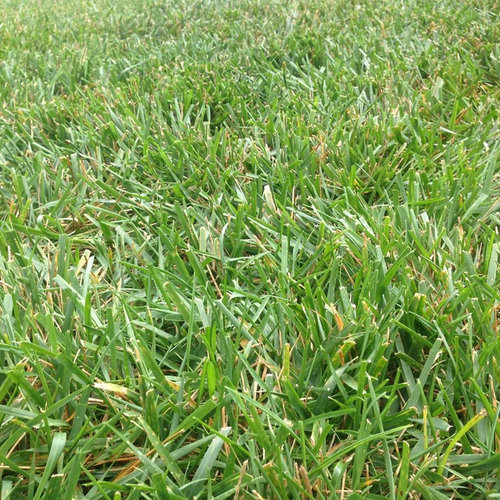 Is it a waste to OVERSEED K31 with TTTF?