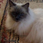 Cheryl Dickins's photo
