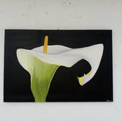 Erica Cattaneo's photo