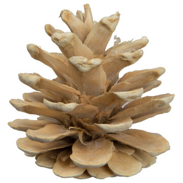 1.5" Blue Pine Bleached 50-Pack