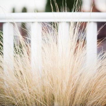 Roof Terrace || Chiswick
