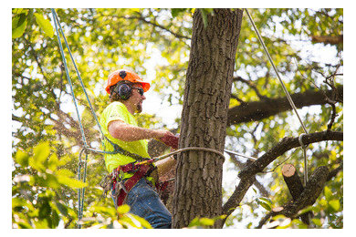 Columbus Tree Service Pros