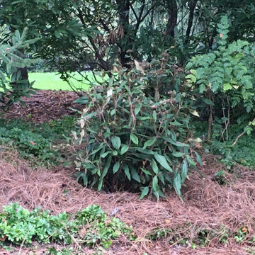 Native Plant Transformation of a HOA restricted landscape