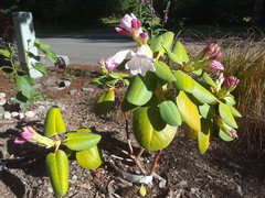 Rhododendron yuefengense | Houzz Forum