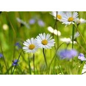 Larisa Gordeeva's photo