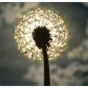 Alisa Jeffs's photo