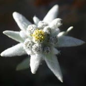 Freya Skadi's photo