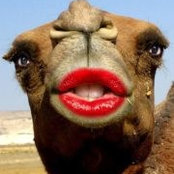 DY ERs foto