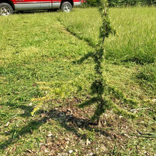 Conifer Garden