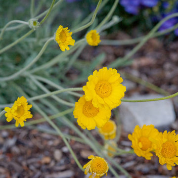 Desert Marigold