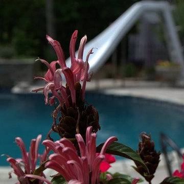 Bringing Life to the Backyard- A Remodel