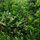 marisa_gustafson
