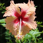 Cheryl Noice's photo