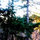 shanonfernview