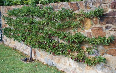 The Art of Espalier: How to Train Fruit Trees Into 2D Sculptures