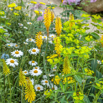 RHS Chelsea Flower Show 2024