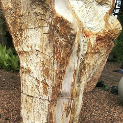Petrified Wood Online Store - Outdoor Decor