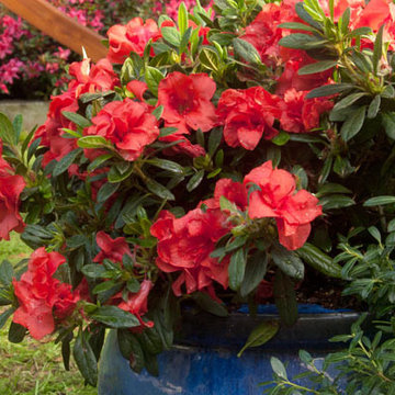 Encore Azalea Landscape