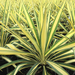 Current Featured Plants - Products