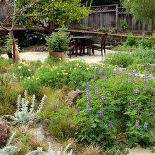 CA Native Gardens
