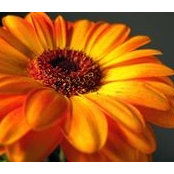 Amanda-Clare Cunningham's photo