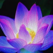 Constance Leone's photo