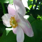 Pippa Todds foto