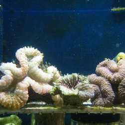 Fresh water and marine fish - Products