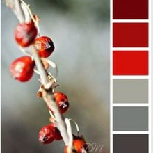 Colour Palette shortlist