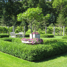 vineyard