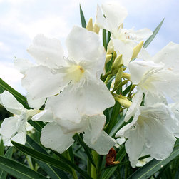 Current Featured Plants - Products