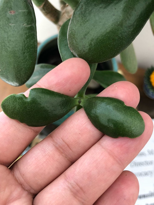 Is it normal for jade leaves to be notched?